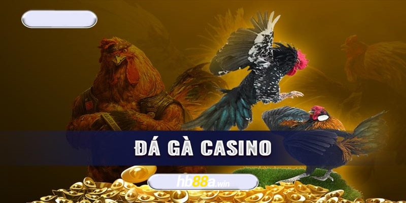 đá gà casino tìm hiểu