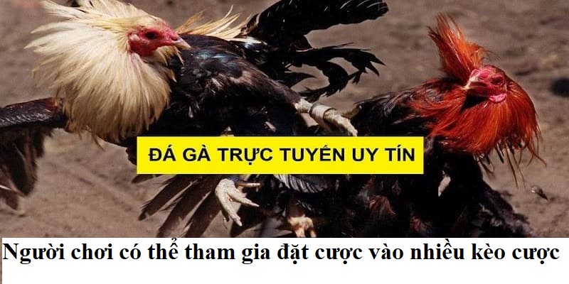 Người chơi có thể tham gia đặt cược vào nhiều kèo cược tại nhà cái